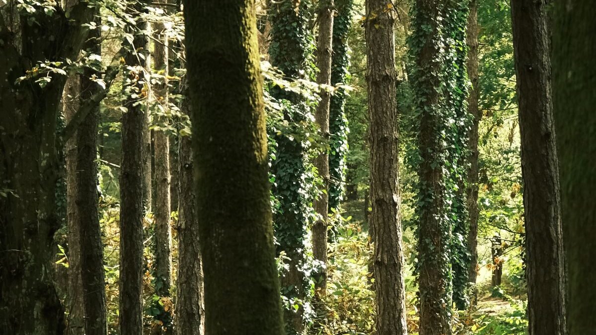 Serene forest scene with sunlit tall trees casting shadows on the forest floor