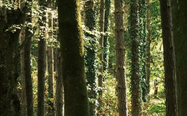 Serene forest scene with sunlit tall trees casting shadows on the forest floor